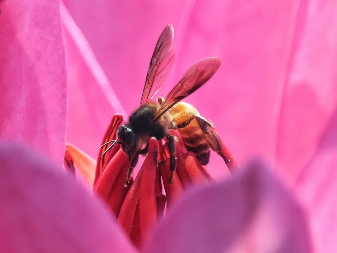 Honey Bee